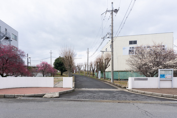 交野女子学院の梅の花 2024年1月-6