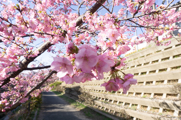 傍示川の河津桜 202402247