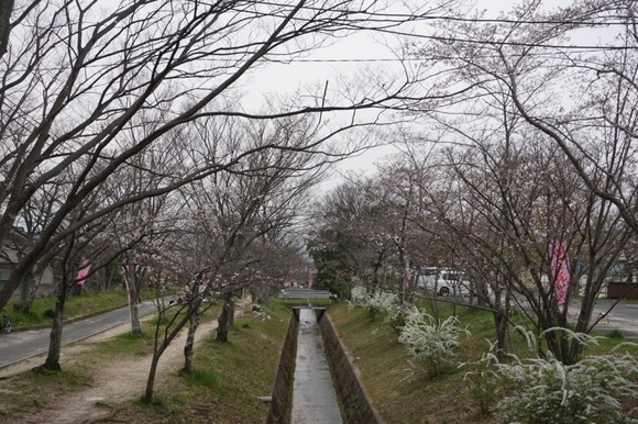 星田 桜の開花 2024033111