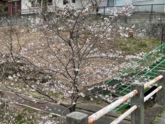 星田の桜が開花 3月29日