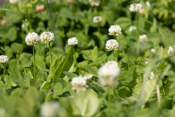 0S4A4430のコピー