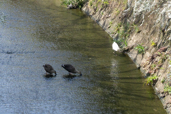 郡津 カモ 2024032211