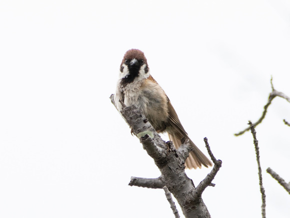 EOS 7D Mark II_1669-2