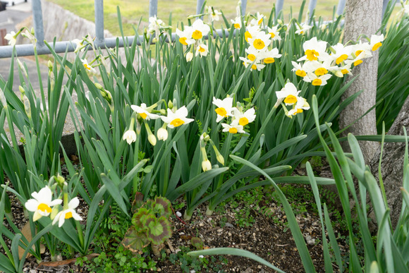 南星台バス停 スイセン 2024年2月-3