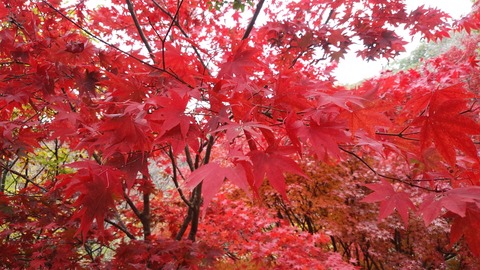 IMG_20151107_125703[1]