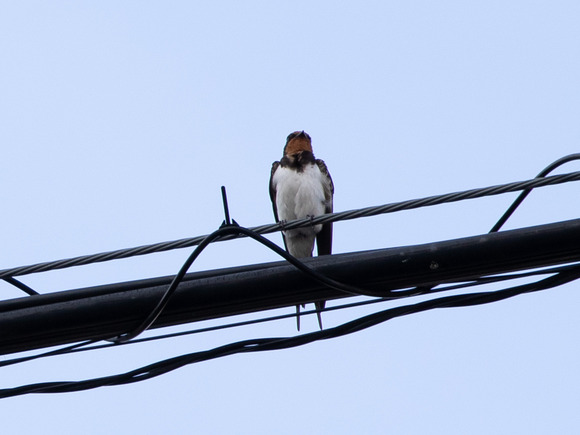 EOS 7D Mark II_0038-2