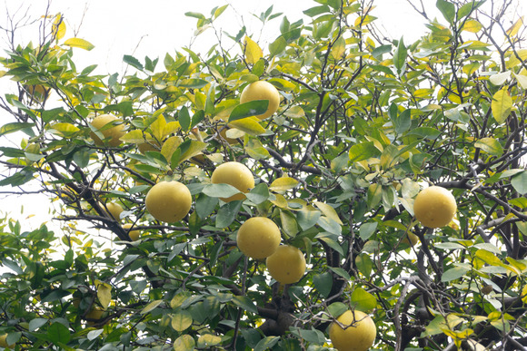 交野みらい小学校 柑橘類-6
