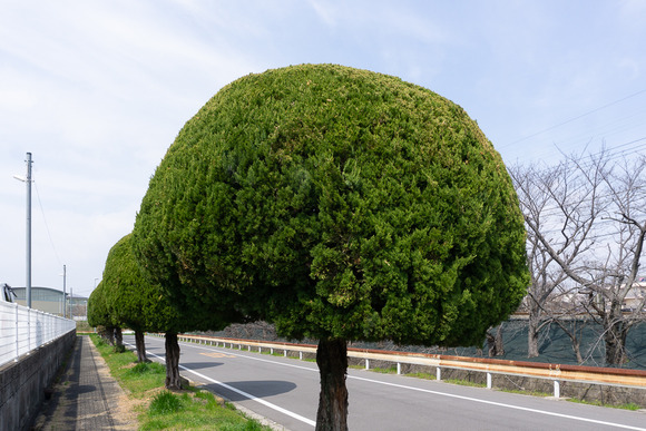 村野団地のモッコモコの木 202403145