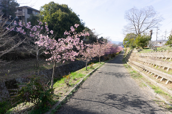 傍示川の河津桜 202402246