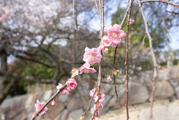 星田公園 梅 202402263
