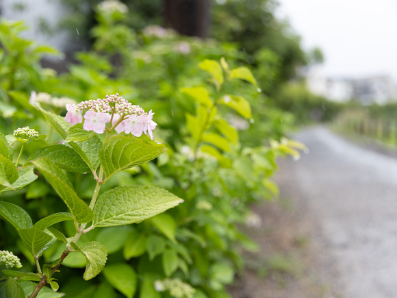 紫陽花_0016