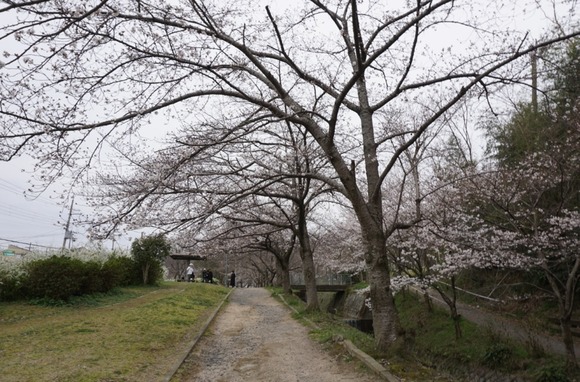 星田 桜の開花 202403314