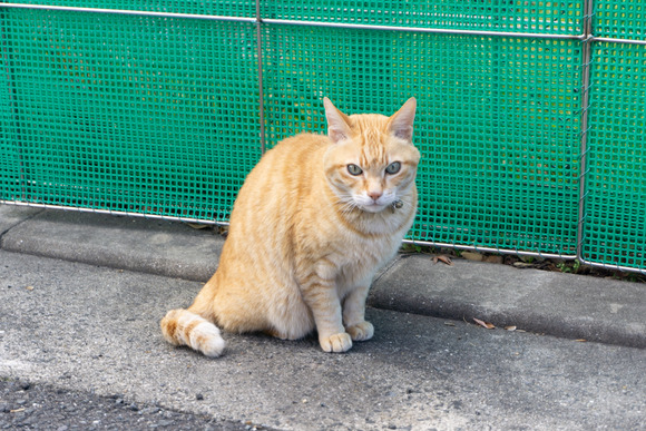私市の猫 2024年1月-5