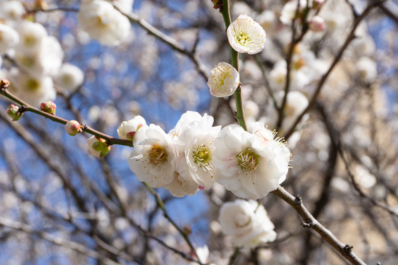 梅が枝団地 梅 202402282