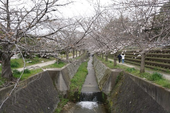 星田 桜の開花 202403312