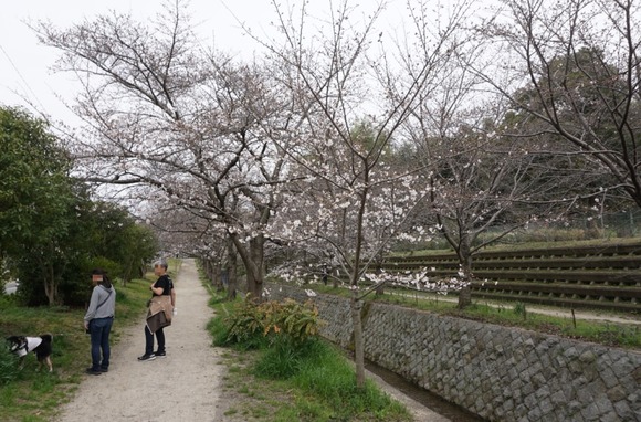 星田 桜の開花 202403311
