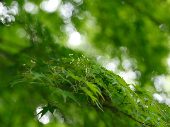EOS 7D Mark II_0133