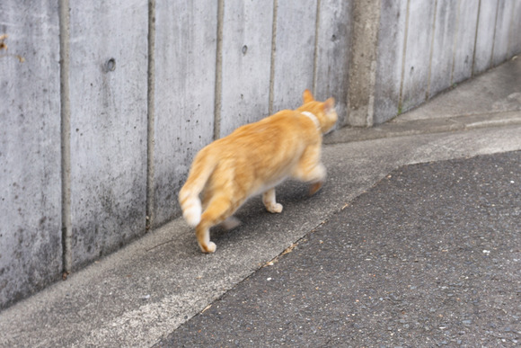 私市の猫 2024年1月-10