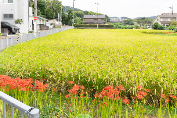 私市の田んぼ 20240930-17