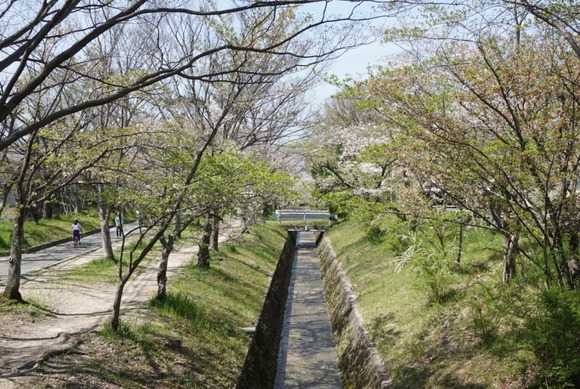 星田妙見宮前の桜 202404103