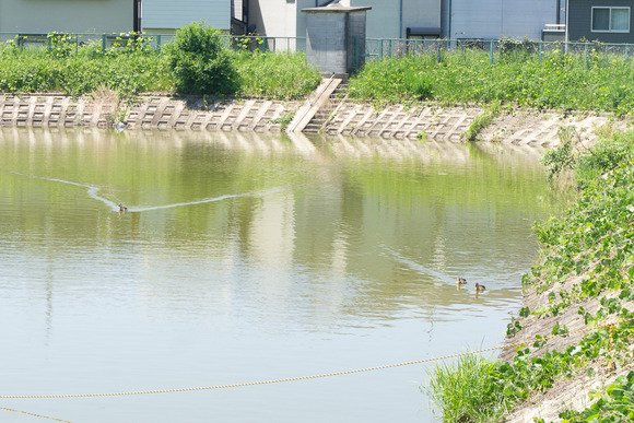 倉治の外池 2024051410