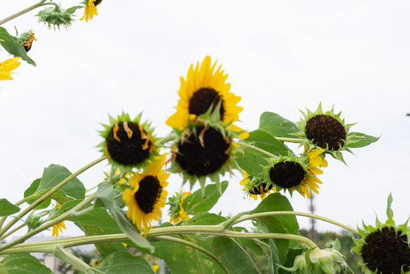 星田6丁目の向日葵 20240929-8