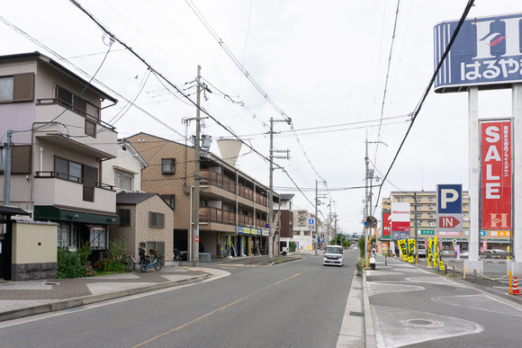 カモミール 202405303