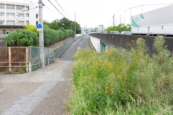 交野高校前のコスモス 20240927-12