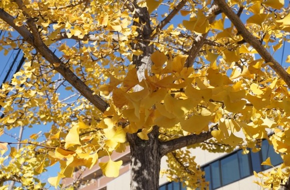 私部西のイチョウ 20251119-4