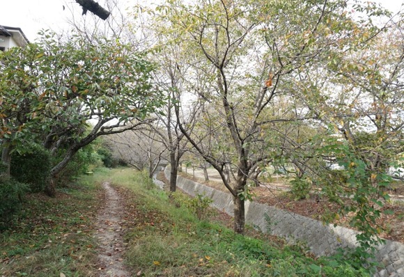 傍示川の桜の紅葉 20241025-1