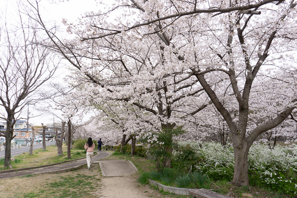傍示川の桜 20250405-9