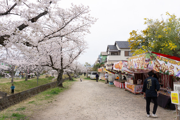 妙見河原の桜 20250405-37
