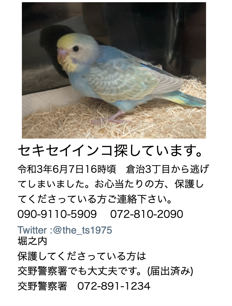 交野市倉治でペットのセキセイインコが逃げてしまい家族が探されてます 交野タイムズ 交野市倉治でペットのセキセイインコが逃げてしまい家族が探されてます 交野タイムズ