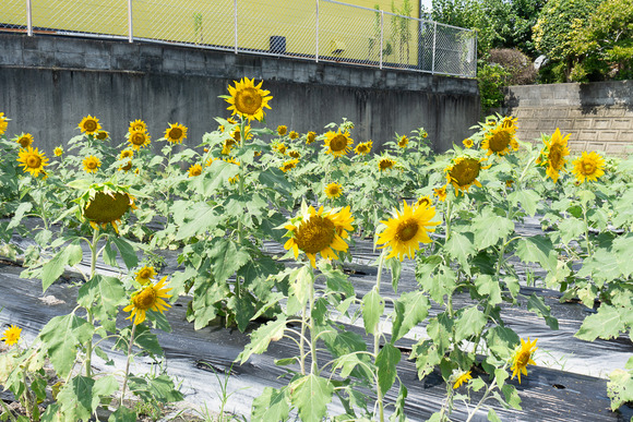 天野が原町の向日葵畑 20240912-22