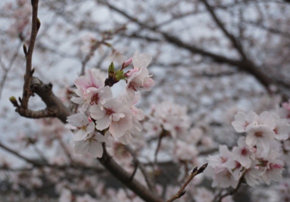 河内森駅前の桜-4
