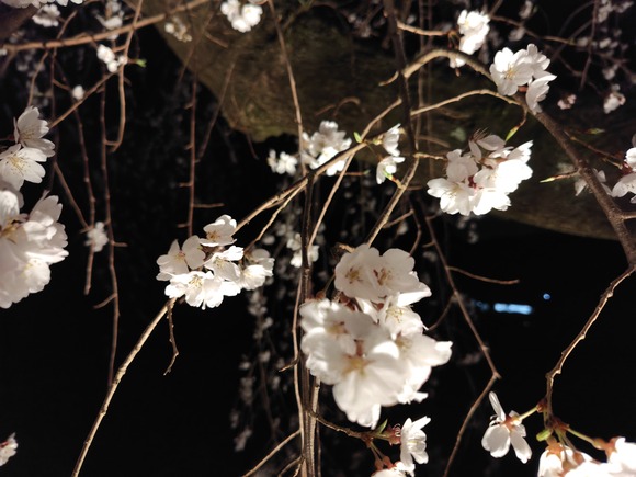 大阪公立大学附属植物園 夜桜 20250328-5