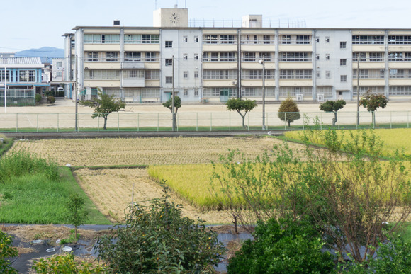 四中裏の田んぼ 20241005-4-2