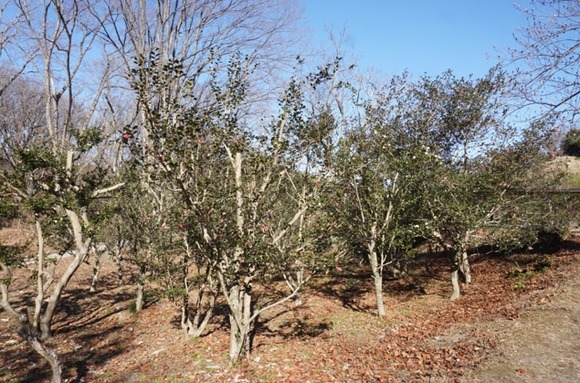 大阪公立大学附属植物園 20250118-5