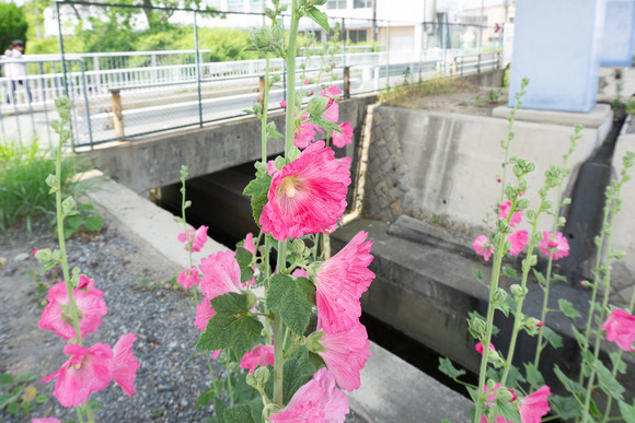 郡津 タチアオイ 202405244