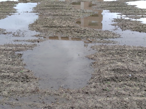 森北 田んぼ 20250517-5