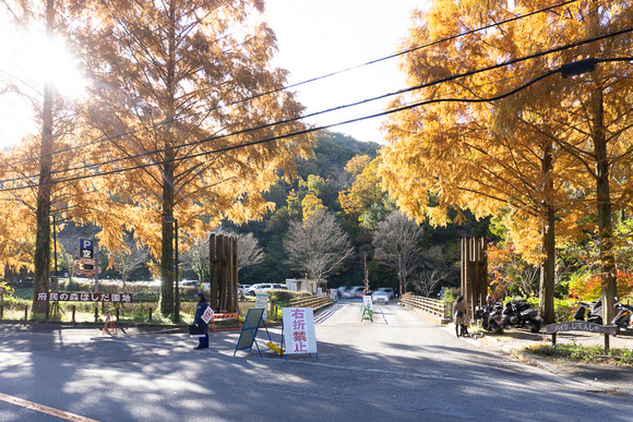 ほしだ園地 紅葉 20241130-1