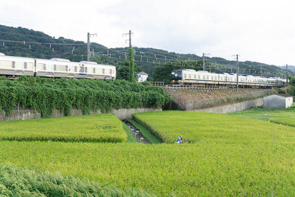 向井田の田んぼ 20240916-1