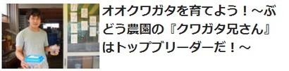 オオクワガタを育てよう!
