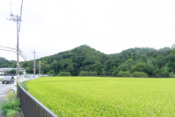 私市の田んぼ 20240912-4