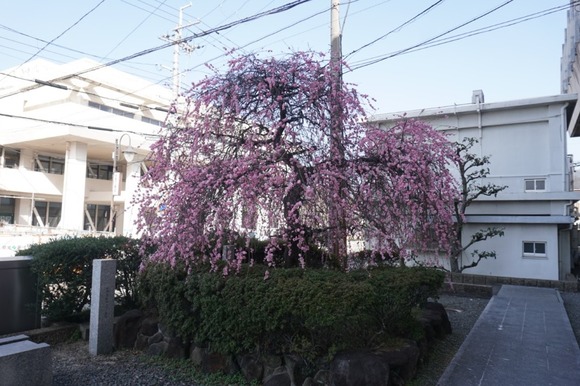 交野市役所 20260223-5