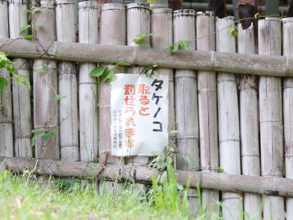 山田池公園。竹がニョキニョキ伸びてきてる。タケノコ取ると罰せられますの看板も