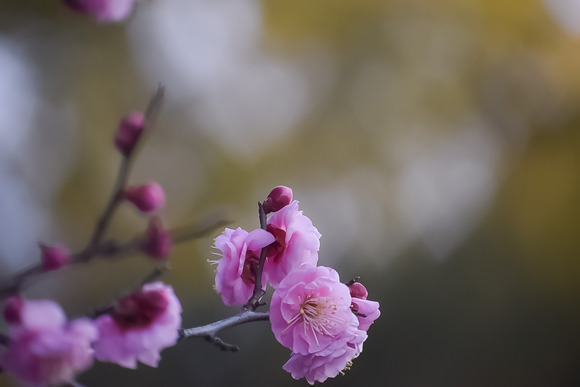 D5124962-DDDF-42FB-8BD7-C01F6FDF8380