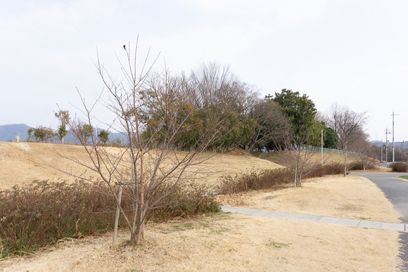天野川緑地 桜の植樹 20250131-9