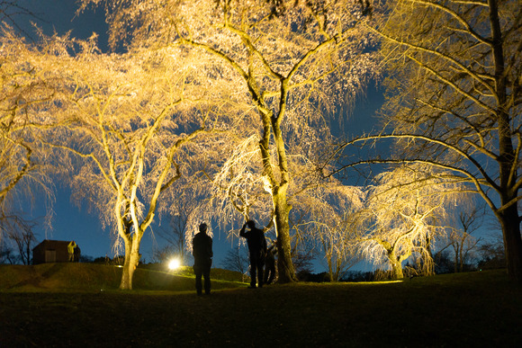 大阪公立大学附属植物園で枝垂れ桜のライトアップが行われてる。3月31日まで