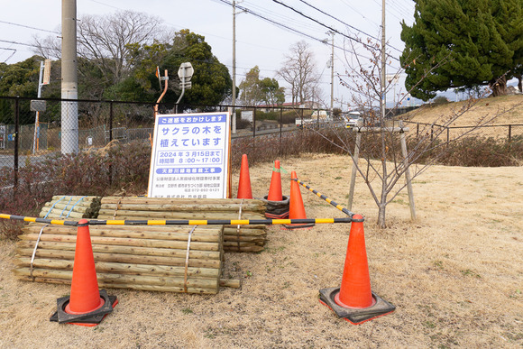 天野川緑地 桜の植樹 20250131-21-2